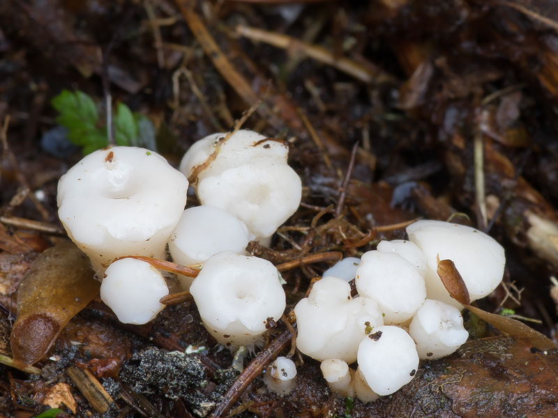 Cudoniella tenuispora